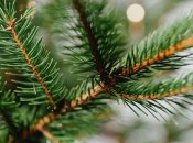 Поради щодо догляду за живою ялинкою