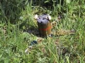 Міну ПОМ-2 ще називають міною з ніжками