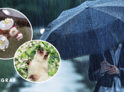 Дощ навесні та кіт