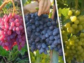 Велес, Каталония, Аркадия - незаменимые сорта на рынке