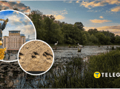 В Киеве бродячие собаки гонялись за лосем