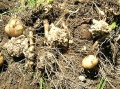 Вражені нематодами бульби картоплі