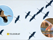 Перелетные птицы Украины