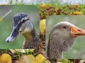 Крижень та сіра гуска