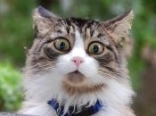 Грошові втрати можливі для Левів, Козорогів та Водоліїв найближчим часом