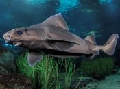 Звичайна центріна в природному середовищі