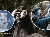 Вчені оживили "страшних вовків", які схожі на деривовків з "Гри престолів"