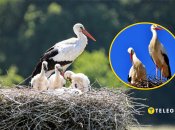 В прошлом году в аистиной семье разыгрывались настоящие драмы