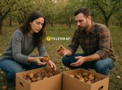 Гнилые яблоки нужно убрать из сада