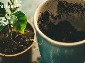 Кофейная гуща может стать отличным удобрением для комнатных растений (изображение создано с помощью ИИ)