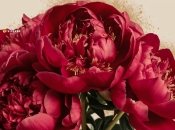 Пионы - настоящее украшение сада