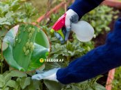 Боротьба з попелицею