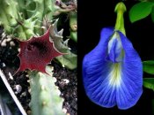 Як виглядають рослини з пікантними назвами