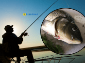 "Карпфишинг" может быть интересен