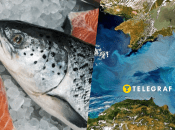 Лососеву форель можна вирощувати в морі