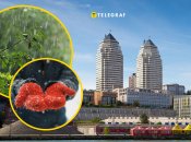 Дніпрянам варто брати парасольки та одягати зимові речі