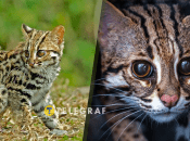 Азиатский леопардовый кот – дикое животное