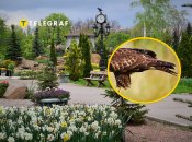 Волонтери врятували птаха