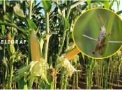 Сарана знищує врожай