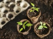 Натуральный стимулятор поможет быстрому всходу семян растений