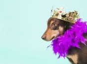 Тельцы, Львы и Стрельцы озолотятся по-королевски