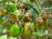 Фитофтороз может вызвать полную потерю урожая