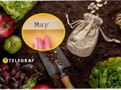 Что нужно делать в огороде в мае