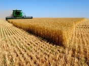 Головне чим Україна забезпечує світ — зерно, але не тільки воно