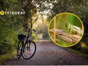 Мандрівник натрапив на "стадо" сарани