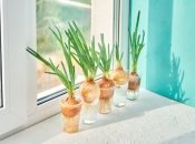 Зелену цибулю можна швидко виростити на підвіконні