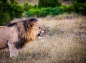 Історія з мертвим левом отримала продовження: у зоозахисників виникли питання