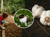 Украинка нашла на грядке зайчат