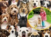 Породы собак