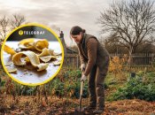 Бананова шкірка може стати корисною в саду та на городі