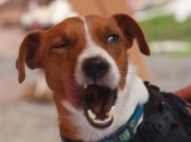 Пес Патрон захоплює світ: кавери, які має почути кожен