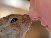 О чем может рассказать форма носа - тест