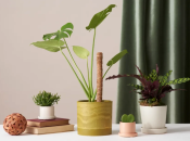 Некоторые растения, которые редко поливали летом, зимой почти не нуждаются во влаге