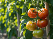 Какой крупой можно подкормить помидоры