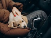 Узнайте, как перевозить питомцев в машине