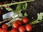 Обрезка листьев очень важна для помидоров