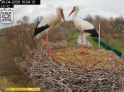 Грицик и Одарка. Фото с камеры видеонаблюдения за гнездом