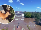 Від повені гинуть тварини, під загрозою зникнення опинилися деякі види