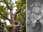 На Черкащині росте дуб, названий на честь Максима Железняка