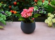 Чем удобрять комнатные растения