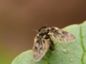 Бабочница на листе/harmony.in.my.life