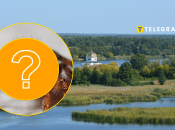 Редкий вид пауков в Киевской области