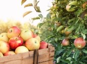 Цена яблок в магазинах бьет рекорды: что произошло с производством фруктов в Украине