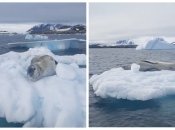 Морський леопард