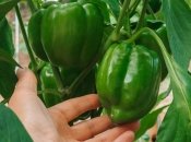 Особливості вирощування перцю