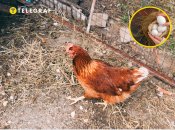 Куриця біля паркану